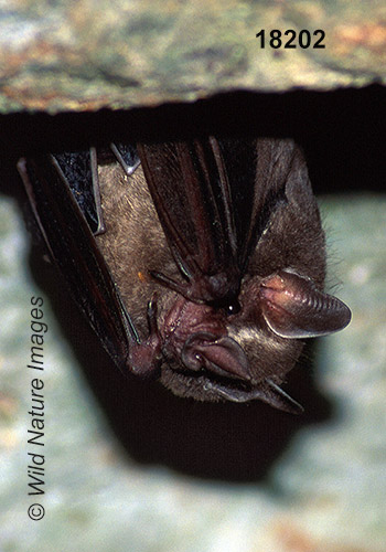 Aztec Fruit-eating Bat (Artibeus aztecus)